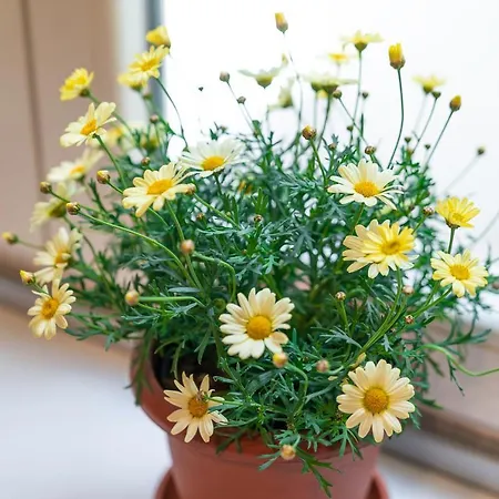 Bed and breakfast Handy